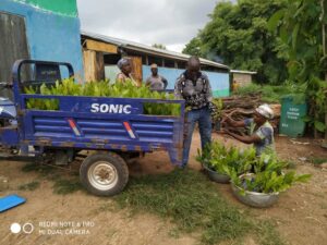 Reforestation Efforts in Ghana by CoDA