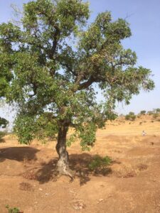 IMG-20250422-WA0110 shea butter trees